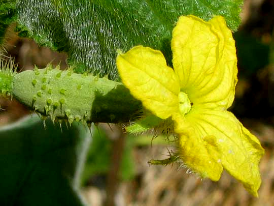 female flower of cucumber, Cucumis sativus