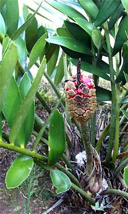 Cycad