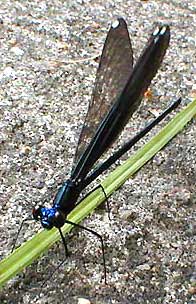 Damselfly, image by Karen Wise of Kingston, Mississippi