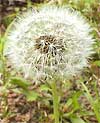 Dandelion fruit head, picture by Karen Wise of Kingston, Mississippi