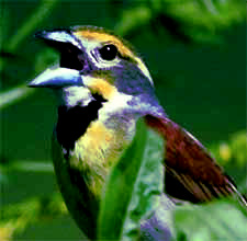 Dickcissel, photo by Steve Maslowski, courtesy of U.S. Fish and Wildlife Service