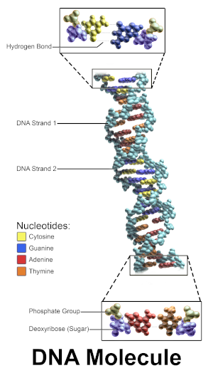 DNA molecule; note 'phosphate group' identified at bottom; image courtesy of Bruce Blaus, Blausen.com staff (2014). 'Medical gallery of Blausen Medical 2014'. WikiJournal of Medicine 1 (2). DOI:10.15347/wjm/2014.010. ISSN 2002-4436