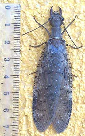 Dobsonfly, CORYDALUS LUTEUS