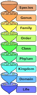 domain to species; image courtesy of Peter Halasz and Wikimedia Commons