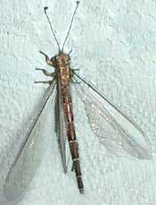 antlion adult, photo by Karen Wise of Kingston, Mississippi