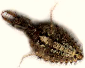 Antlion larva