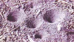 antlion pits