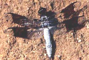 Common Whitetail, Libellula lydia