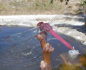 red dragonfly in the Yucatan, Mexico, image by Karen Wise of Mississippi
