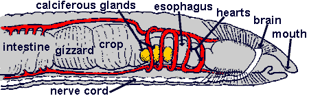 Earthworm anatomy, drawing by Jim Conrad, redrawn from 'General Zoology' by Claude A. Villee et all, W.B. Saunders Company, 1963