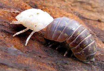 ecdysis of pill bug