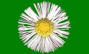 Philadelphia Fleabane, Erigeron philadelphicus