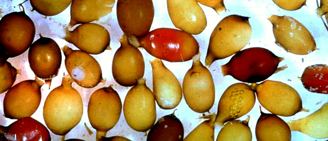 earthworm egg casings, or cocoons, image by Clive A. Edwards, Ohio State University, Columbus Ohio.