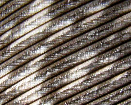 Microscopic view of barbs and barbules on a Wild Turkey feather
