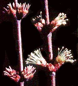 Male & female flowers of Red Maple, Acer rubrum