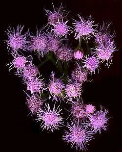 *****Blue Mistflower, Eupatorium coelestinum; flowering heads fromm above