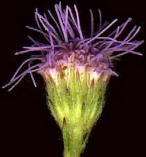 Blue Mistflower, Eupatorium coelestinum; flowering head