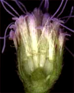 Blue Mistflower, Eupatorium coelestinum; flowering head