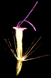 pappus atop an achene of a Eupatorium