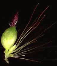 foxtail spikelet showing stigma and subtending bristles