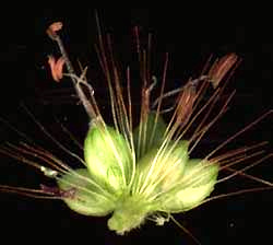 foxtail/ Setaria spikelets with stamens and bristles
