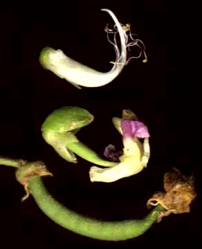 staminal column of green bean flowers and enlarging legume