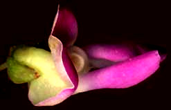 greenbean flower, or snap bean flower