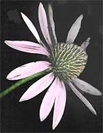 Echinacea, or Purple Coneflower, flower