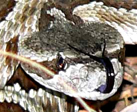 forked tongue a Western Rattlesnake; image by Daniel Adams of California