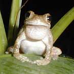 Squirrel Treefrogs, Hyla squirella, image by Karen Wise of Kingston, Mississippi