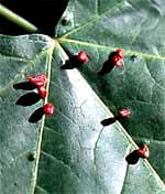 Maple Spindle Gall, caused by a gall mite 