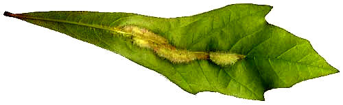 Vein Pocket Gall on Water Oak leaf