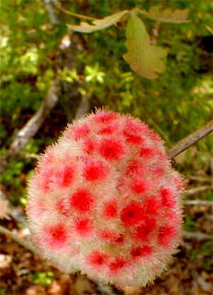 Wool Sower Gall made by Callirhytis seminator, photo by Karen Wise of Mississippi 