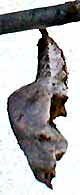 Gulf Fritillary chrysalis, image by Karen Wise of Kingston, Mississippi