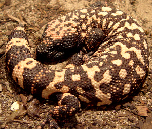 Gila monster, Heloderma suspectum, at the American International Rattlesnake Museum