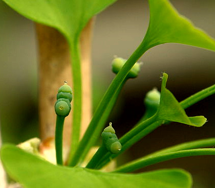 ovules of Ginkgo biloba; image courtesy of Marcin Kolasiński of Poland, via Wikimedia Commons