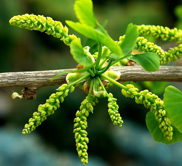 pollen cones of Ginkgo biloba; image courtesy of Marcin Kolasiński of Poland, via Wikimedia Commons