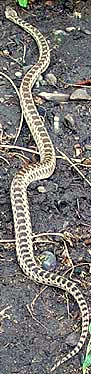Pacific Gopher Snake, Pituophis melanoleucus ssp. catenifer