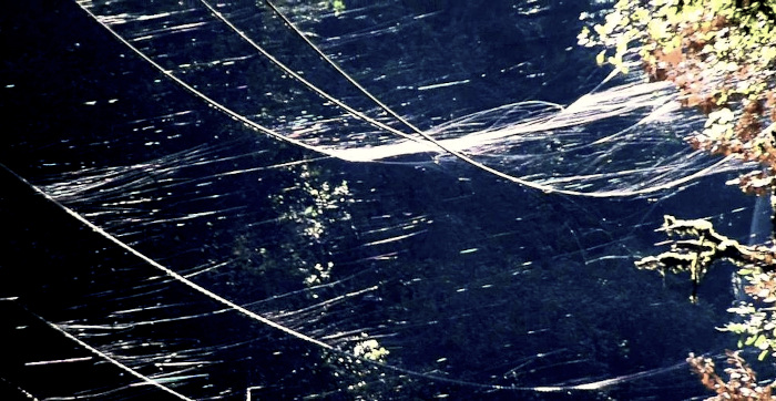 ballooning spiderlings with silks caught on power lines in the Santa Cruz Mountains of California; image by 'Little Grove Farms' on the San Francisco Peninsula.