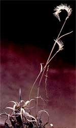 Blue Grama, Bouteloua gracilis,