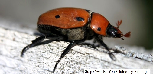 Grape Vine Beetle - Pelidnota punctata
