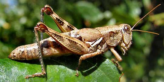 grasshopper nymph, probably 5th instar