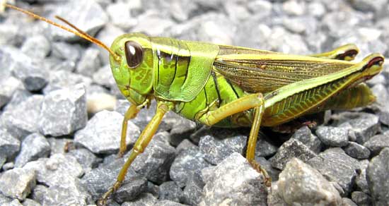 Adult Grasshoppers 16