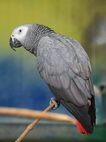 Grey Parrot, Psittacus erithacus, in bucharest Zoo, Romania; photo courtesy of Alexandru Panoiu of Bucharest, and Wikimedia Commons
