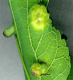 Hackberry Nipple Gall