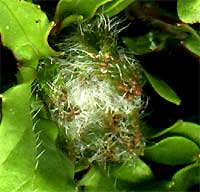 hairs on Roquette, Eruca sativa