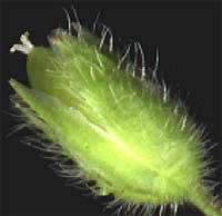 hairs on Chickweed calyx