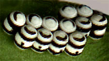 huevos del arlequín, Murgantia histrionica