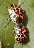 mating Harlequin Bugs, Murgantia histrionica, photo by Karen Wise of Kingston, Mississippi