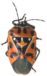 Harlequin Bug, Murgantia histrionica